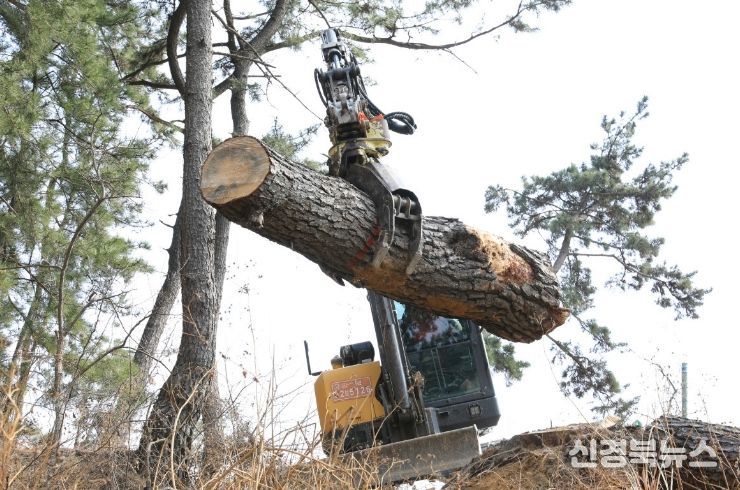 소나무재선충병 방제 작업 현장