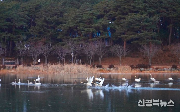고니, 대한민국의 숨 울진에서 힘찬 날개짓