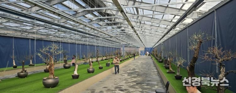 한국선비매화공원 분매원에 매화 분재들이 전시된 모습