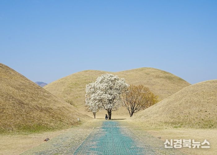 대릉원 목련포토존