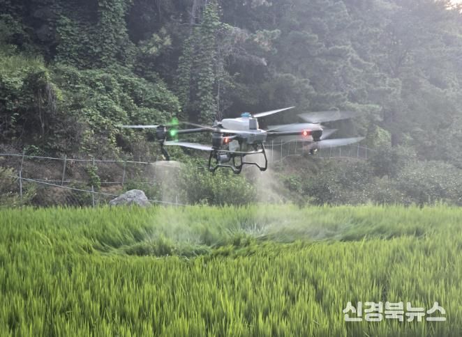 김천시, 드론 활용 농작물 「스마트 방제」로 농촌 일손 돕는다-기술지원과(사진2_벼방제).