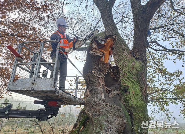 보호수·노거수 체계적 관리