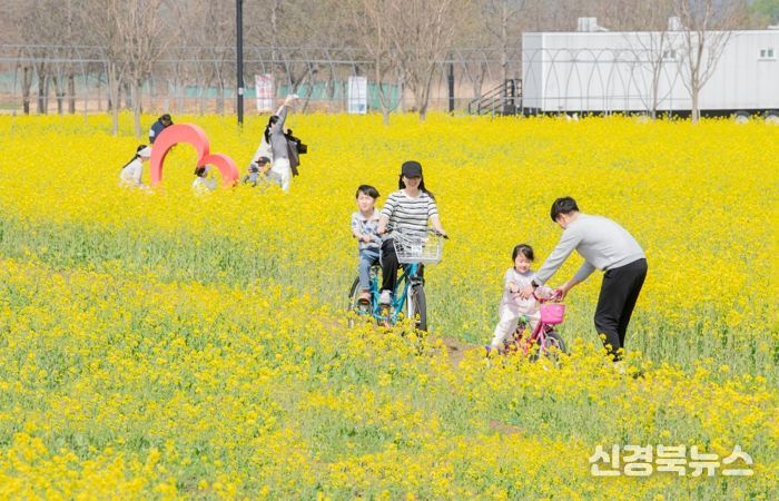 구미 낙동강체육공원, 노란 유채꽃 물결로 봄 절정 연다