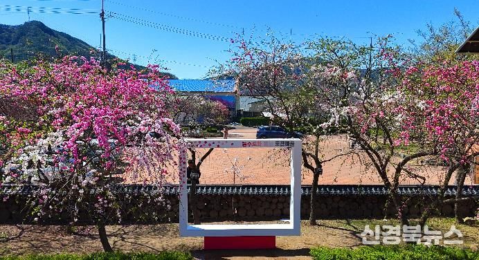 고령군 봄빛 머금은 도진마을, 삼색도화로 봄 정취 물씬