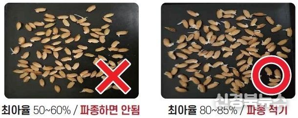 벼 최아율 비교 사진